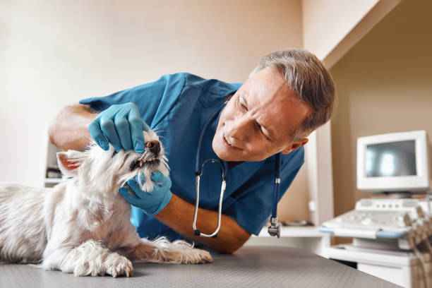 Best Emergency Tooth Extraction in New Castle, PA